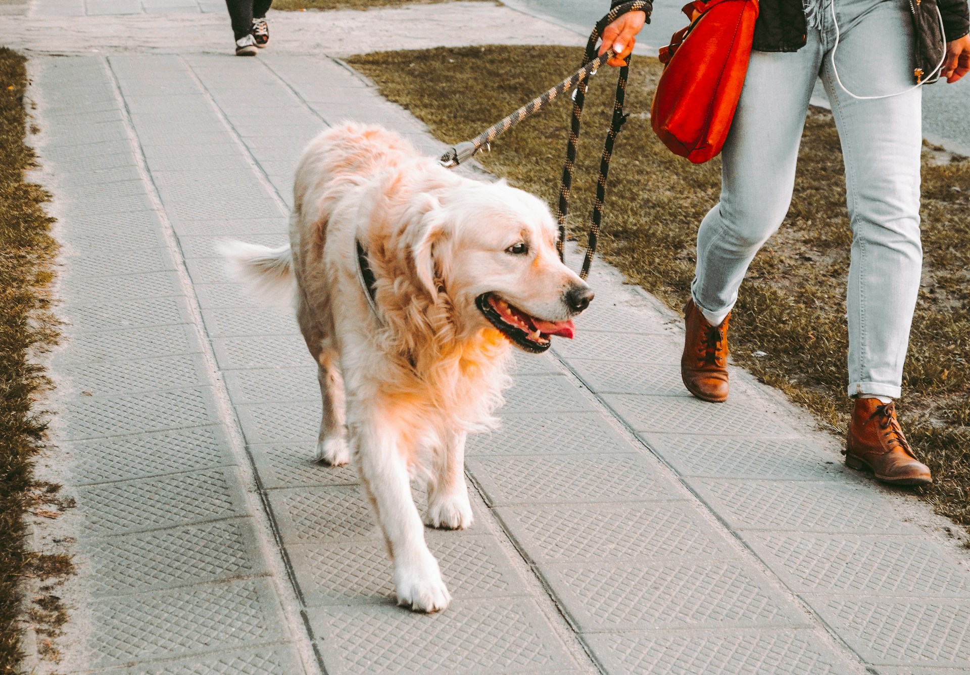 Finding a Trustworthy and Reputable Golden Retriever Breeder